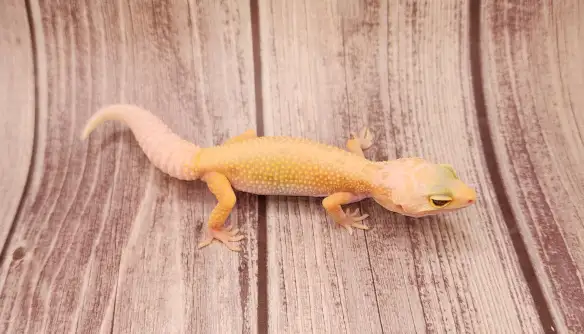 gecko leopard lemon leucistic - Photo 5