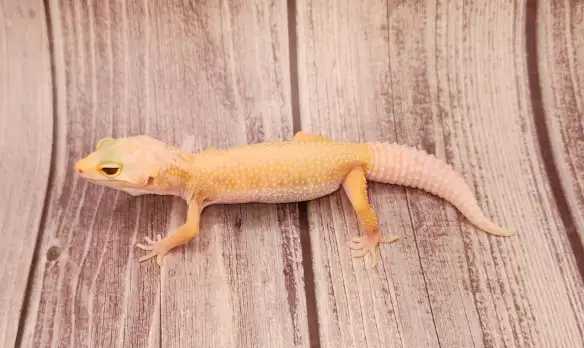 gecko leopard lemon leucistic - Photo 6