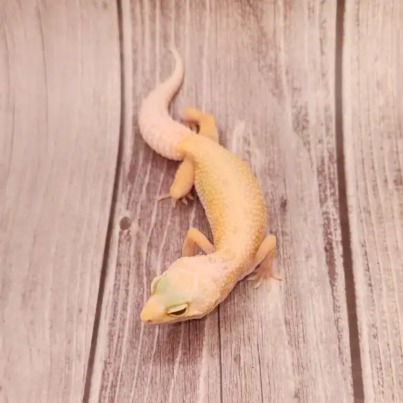 gecko leopard lemon leucistic - Photo 7