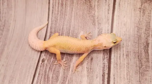 gecko leopard lemon leucistic - Photo 8