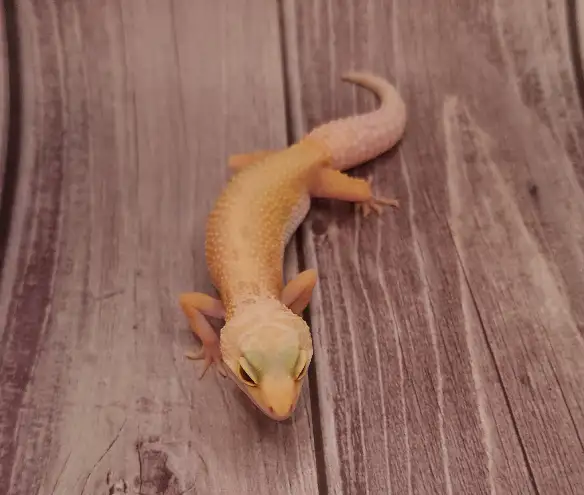 gecko leopard lemon leucistic - Photo 9