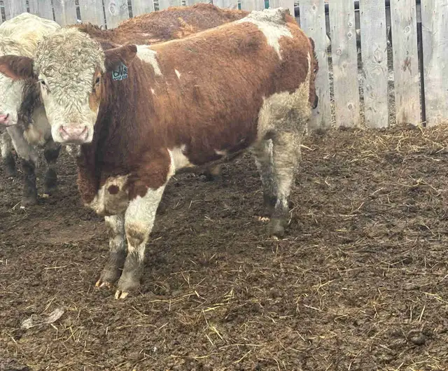 Registered fullblood yearling bulls