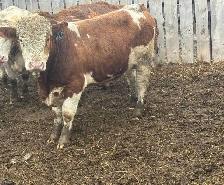 Registered fullblood yearling bulls - Photo 1