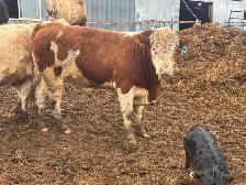 Registered fullblood yearling bulls - Photo 2