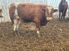 Registered fullblood yearling bulls - Photo 3