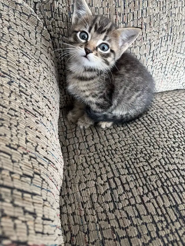 Russian blue x kitten