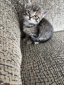 Russian blue x kitten