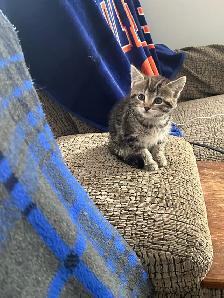 Russian blue x kitten - Photo 2