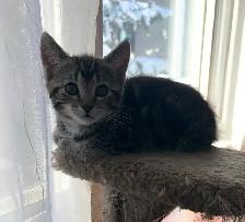 Russian blue x kitten - Photo 3