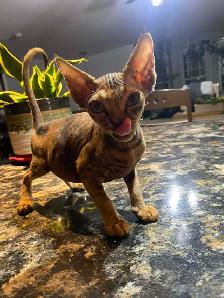 Chaton rex devon prêt pour l'adoption