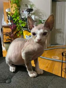 Chaton rex devon prêt pour l'adoption - Photo 2