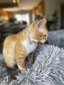 Chaton rex devon prêt pour l'adoption - Photo 3