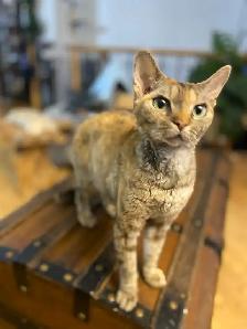 Chaton rex devon prêt pour l'adoption - Photo 4