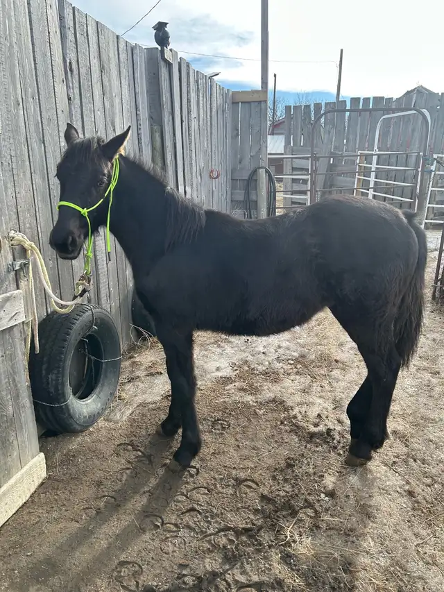 Percheron cross filly