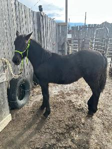 Percheron cross filly