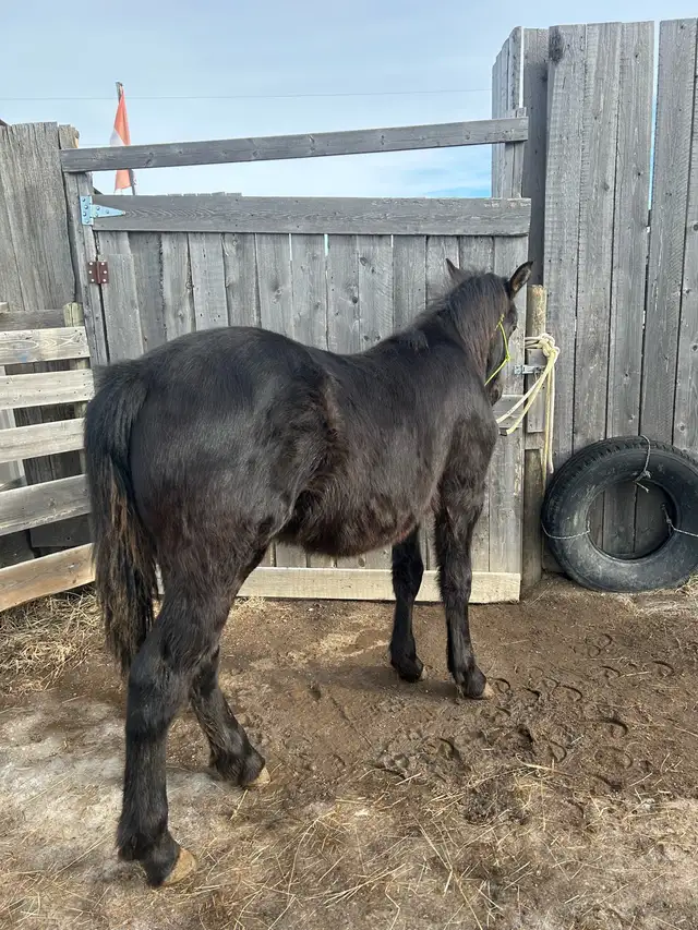 Percheron cross filly - Photo 2