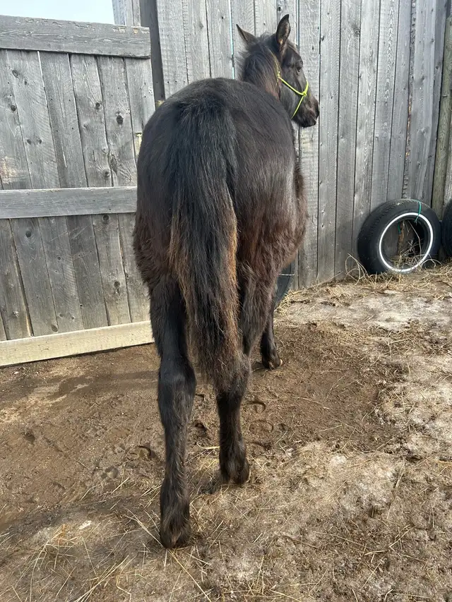 Percheron cross filly - Photo 3