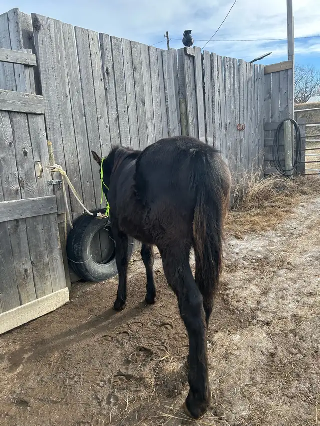 Percheron cross filly - Photo 4