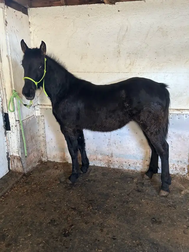 Percheron cross filly - Photo 5