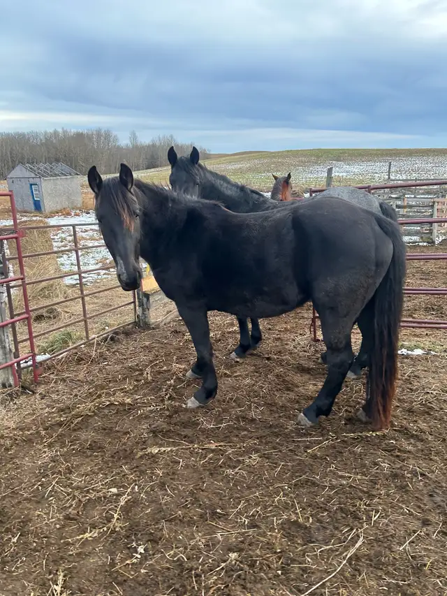 Percheron cross filly - Photo 6