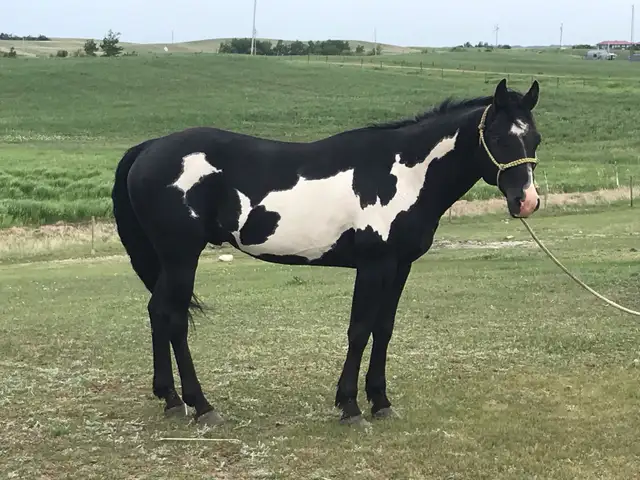 Percheron cross filly - Photo 7