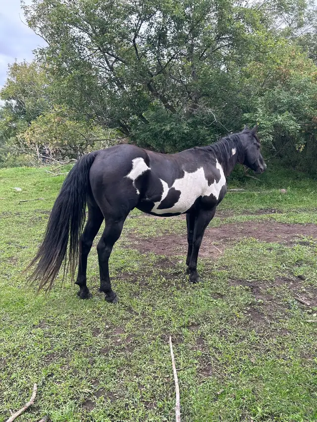 Percheron cross filly - Photo 8