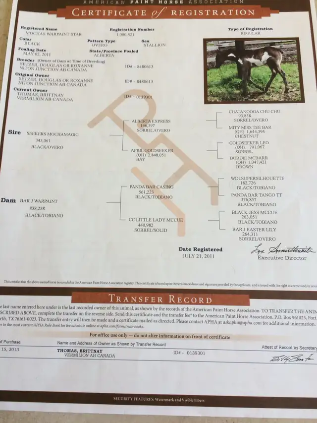 Percheron cross filly - Photo 9