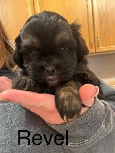 Malshi Puppies - Photo 3