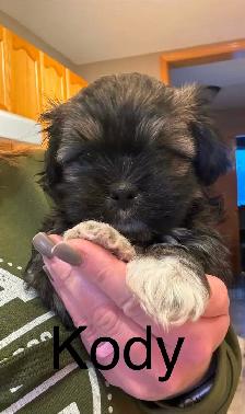 Malshi Puppies - Photo 4