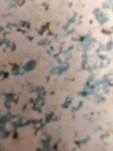 pizza cook and helper