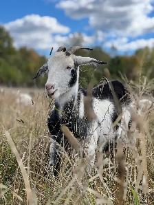 In Search of Farmhand and Builder