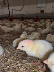 Farm General Operations & Mechanicla Labourer - Photo 4