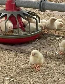 Farm General Operations & Mechanicla Labourer - Photo 5