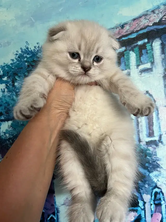 Cute male cat for sale