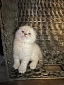 Cute male cat for sale - Photo 2