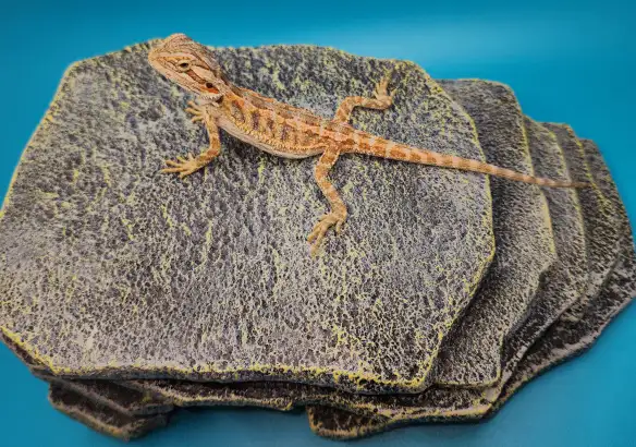 dragon barbu bébé - Photo 2