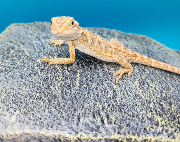 dragon barbu bébé - Photo 3