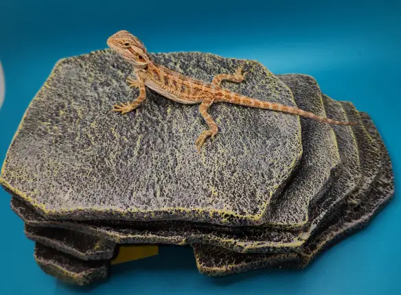 dragon barbu bébé - Photo 4