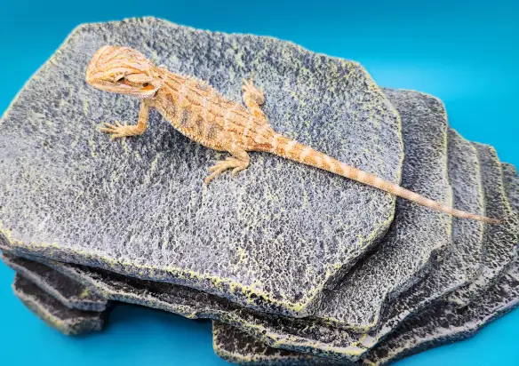 dragon barbu bébé - Photo 5