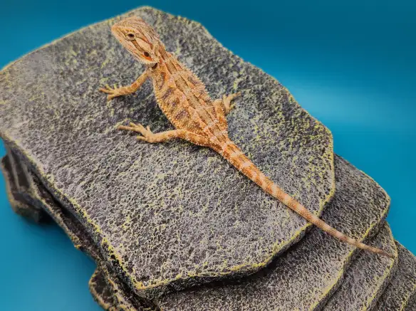 dragon barbu bébé - Photo 6