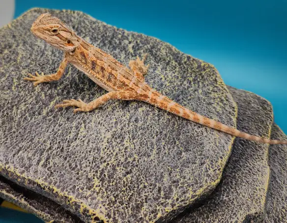 dragon barbu bébé - Photo 7