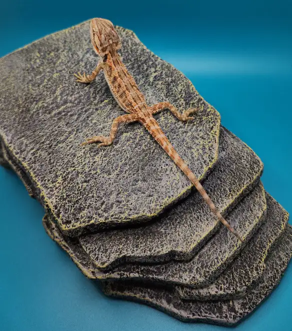 dragon barbu bébé - Photo 8