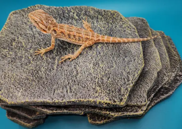 dragon barbu bébé - Photo 9