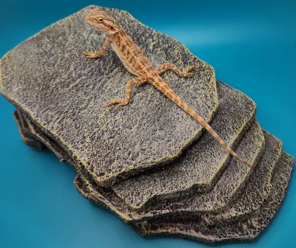 dragon barbu bébé - Photo 10