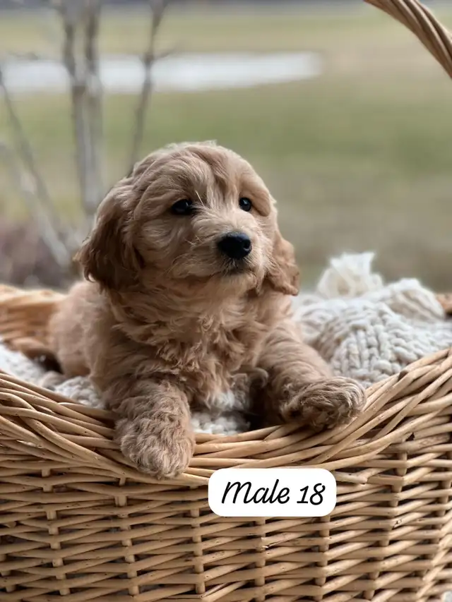 Mini Goldendoodle Puppies for Sale