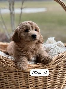 Mini Goldendoodle Puppies for Sale