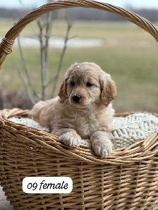 Mini Goldendoodle Puppies for Sale - Photo 2