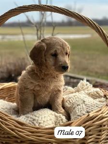 Mini Goldendoodle Puppies for Sale - Photo 3