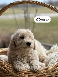 Mini Goldendoodle Puppies for Sale - Photo 5