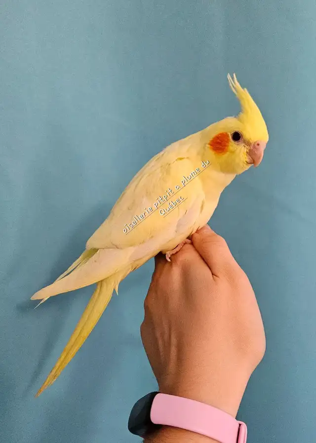 Bébé cockatiel